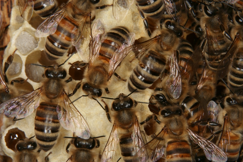 Honigwabe mit reifem Honig und Honigmacherinnen